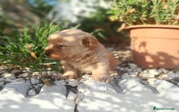 Labrador Retriever perros en venta: LABRADOR - Imagen 4