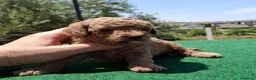 Caniche Toy perros en venta: Caniches toy machos - Anuncio 3