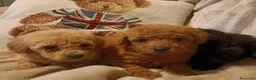 Caniche Enano perros en venta: Preciosos cachorros de caniche toy - Anuncio 3