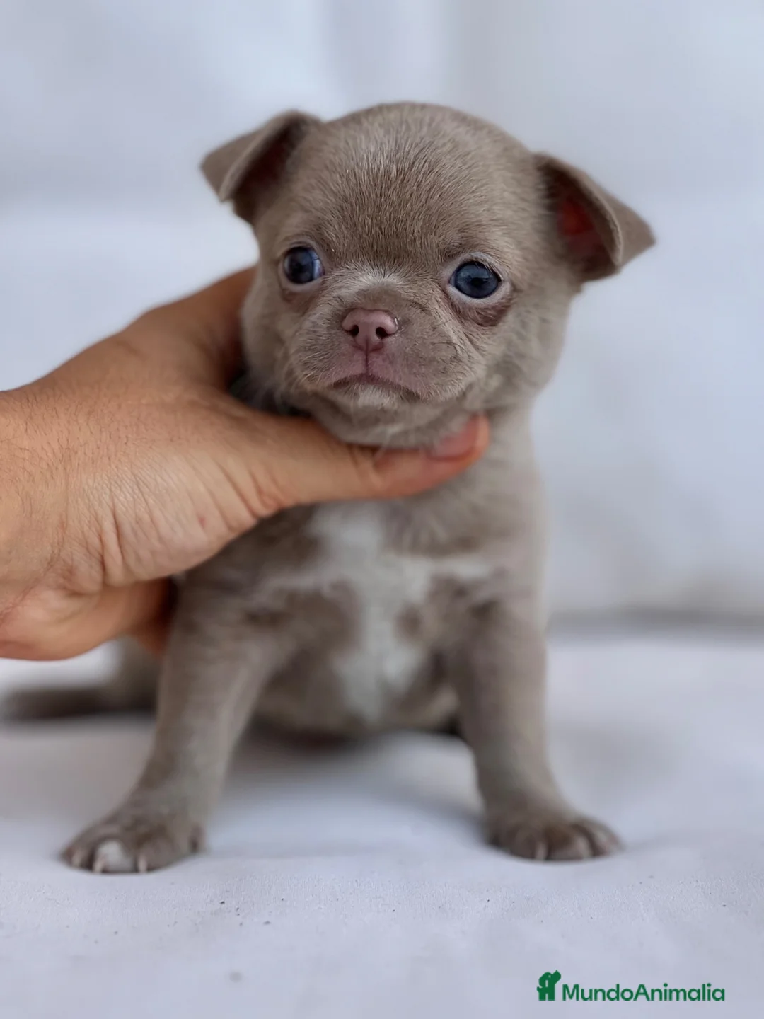 Chihuahua perros en venta: PRECIOSO MACHITO LILAC PELO CORTO - Anuncio 1