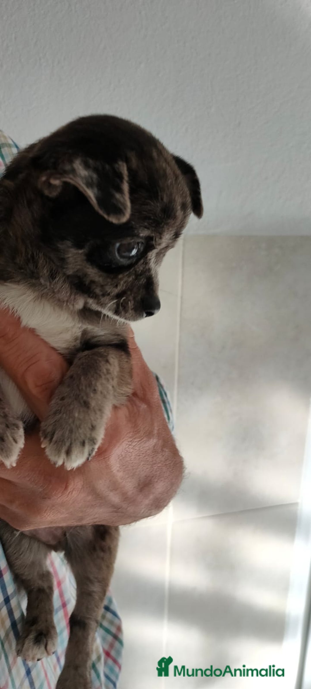 Chihuahua perros en venta: Chihuahua macho merle - Imagen 3