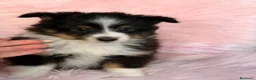 Perro Pastor de las Shetland perros en venta: Hembra Shetland tricolor  - Anuncio 3