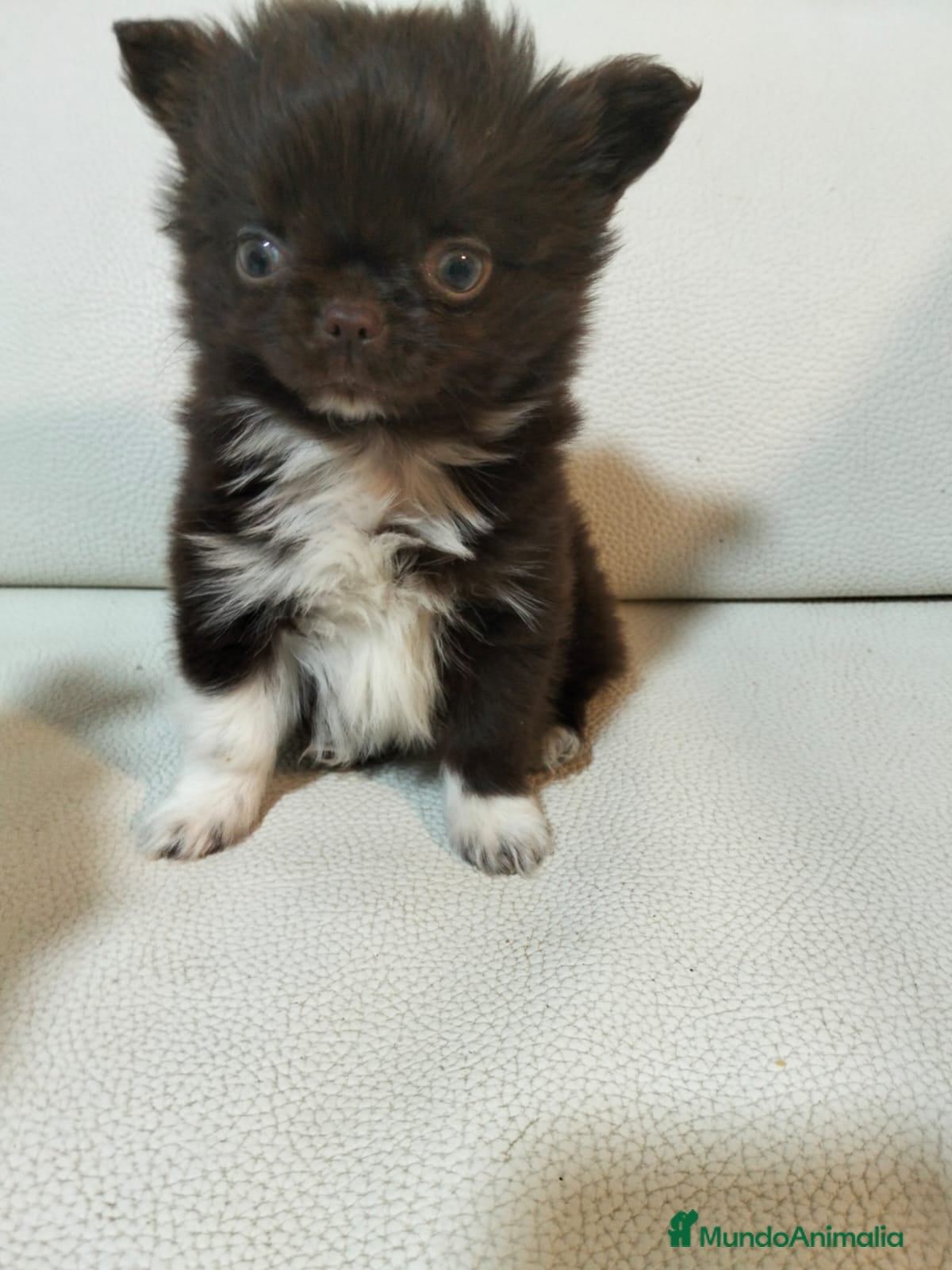 Chihuahua perros Chihuahua macho chocolate  - Anuncio 2