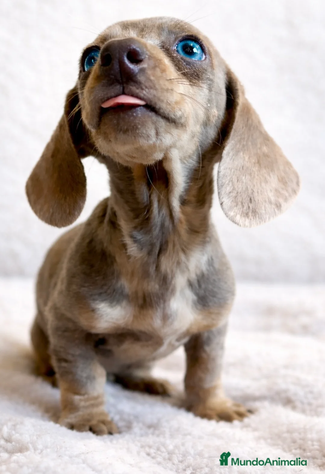 Teckel Miniatura perros en venta: TECKEL ISABELLA MERLE OJOS AZULES - Anuncio 1