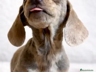 Teckel Miniatura perros TECKEL ISABELLA MERLE OJOS AZULES - Anuncio 1