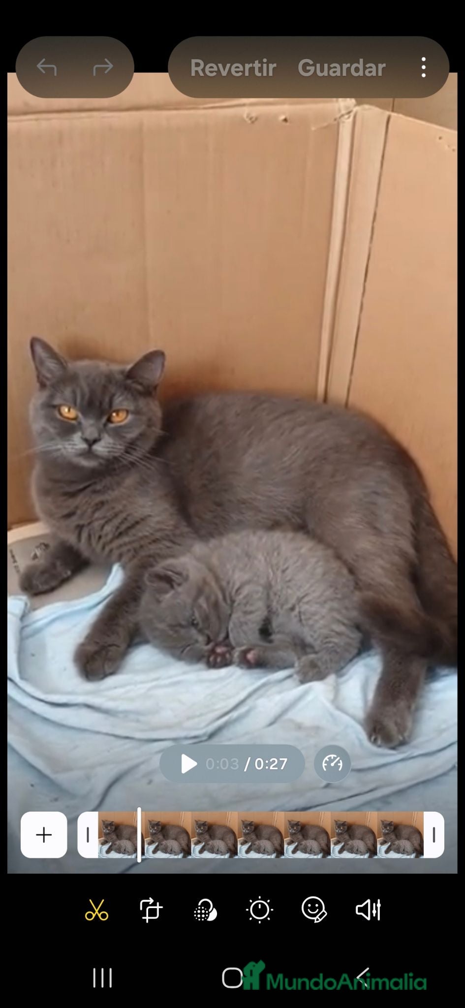 Británico de Pelo Corto Azul gatos Gatos Brithish shorthair  - Anuncio 3