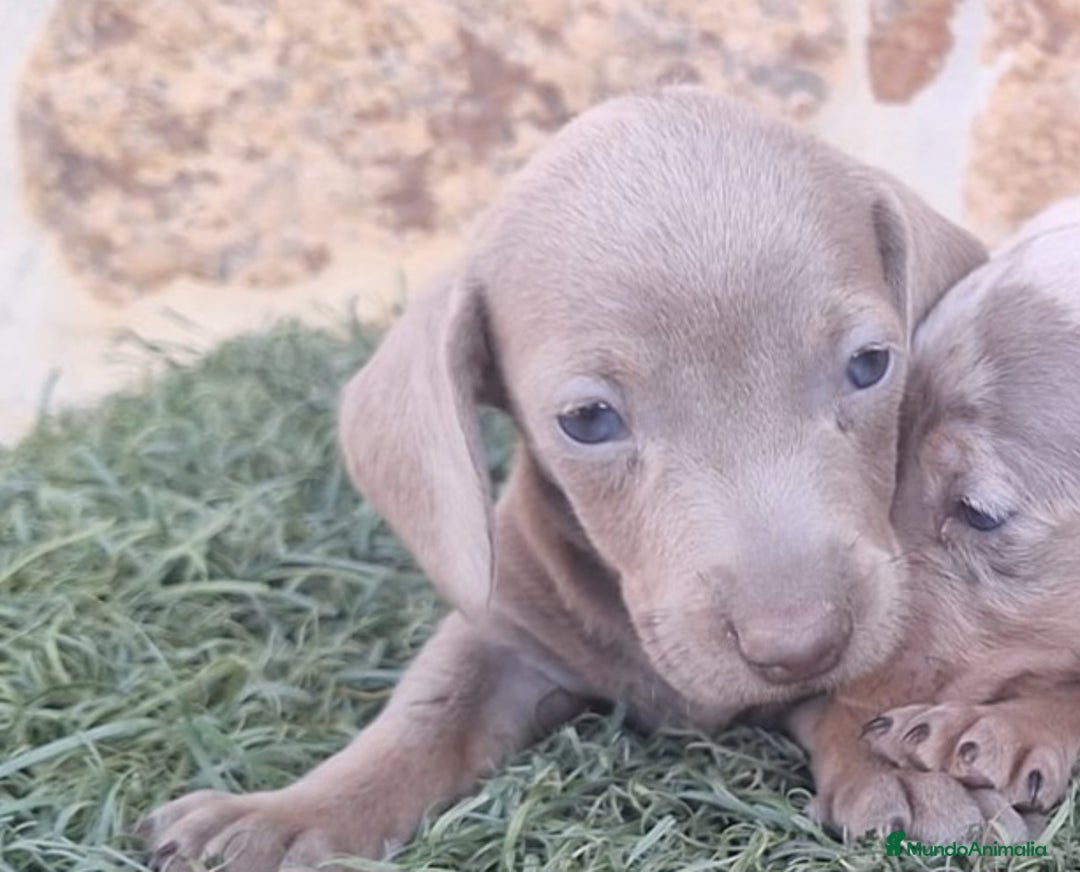 Teckel Miniatura perros en venta: Teckel Hembras Isabella - Imagen 2