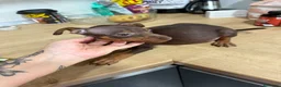 Pinscher Miniatura perros en venta: Mini pincher chocolates e Isabella  - Anuncio 10