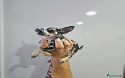 Chihuahua perros en venta: Increíbles chihuahuas toy merles - Imagen 6