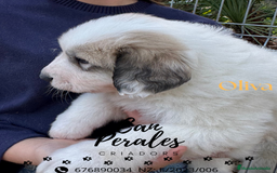 Perro de Montaña de los Pirineos perros en venta: PRECIOSOS CACHORROS DE LOS PIRINEOS - Imagen 5