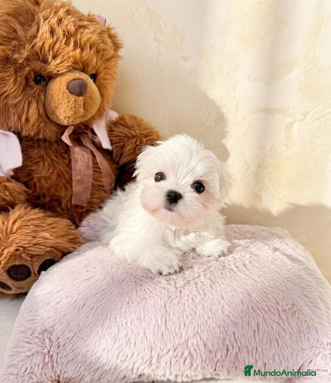 Bichón Maltés perros en venta: Bichon Maltese Coreano hembra  - Anuncio 1
