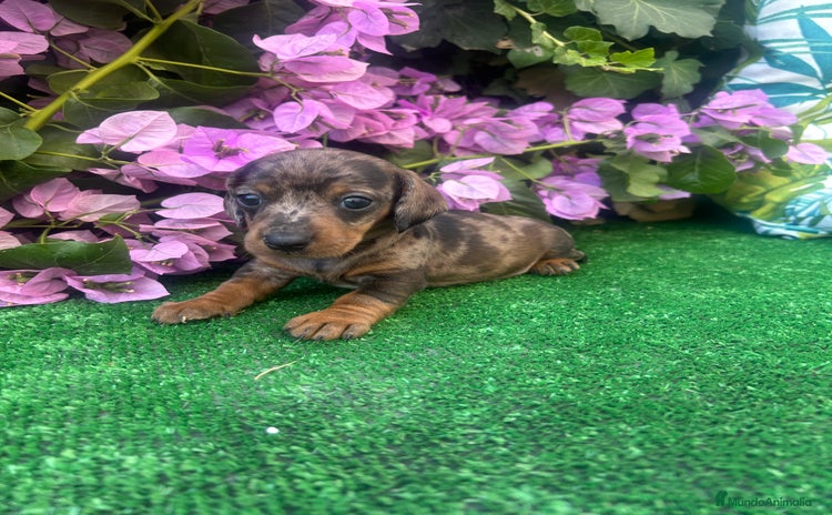 Teckel Miniatura perros - Anuncio 2