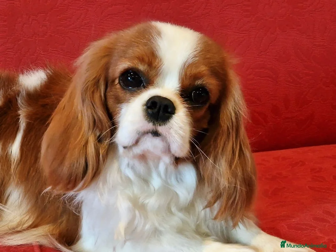 Imagen de galería {{count}}