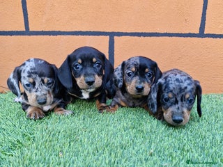 Teckel perros TECKEL - Anuncio 1