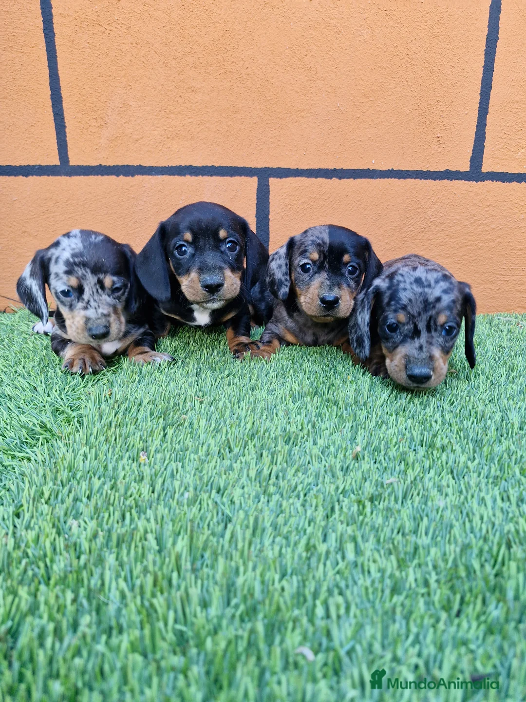 Teckel perros en venta: TECKEL - Anuncio 1