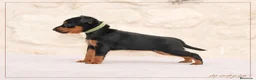 Pinscher Miniatura perros en venta: Pinscher Toy  - Anuncio 3