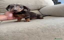 Teckel Miniatura perros en venta: Teckels  - Imagen 2
