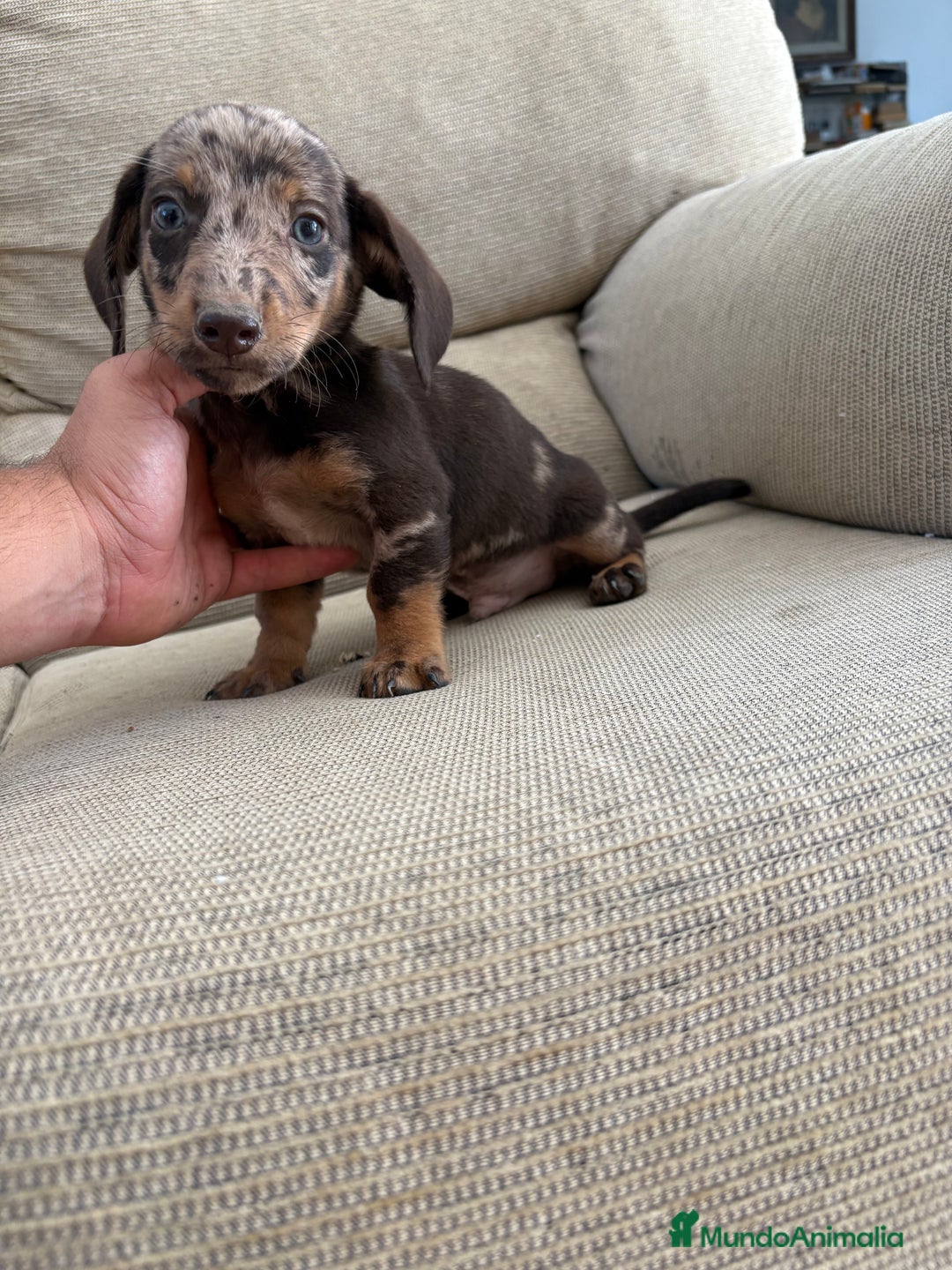 Teckel Miniatura perros en venta: Teckels  - Imagen 2