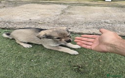Perro Lobo Checoslovaco perros en venta: Perro lobo herreño  - Imagen 6