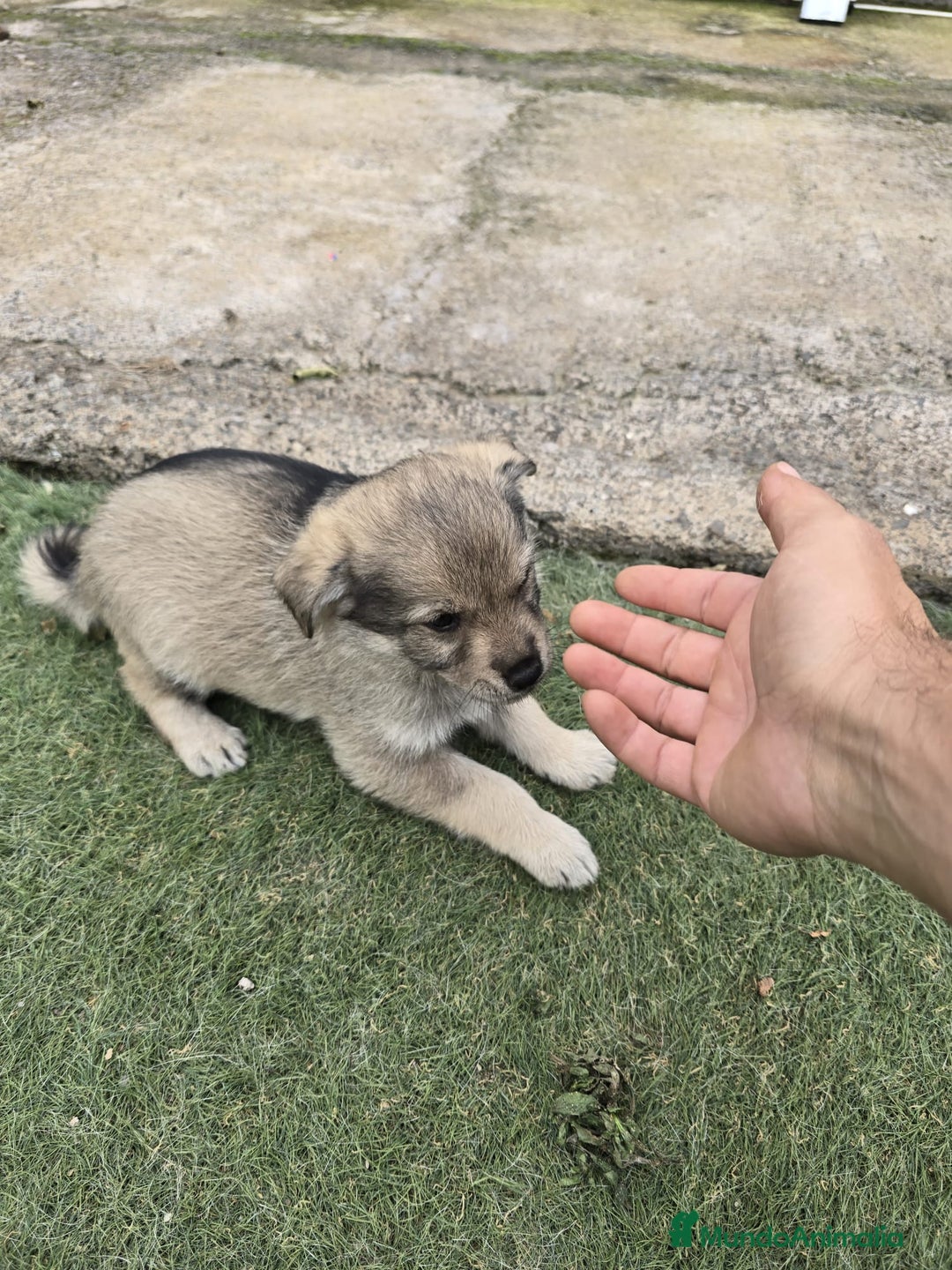 Perro Lobo Checoslovaco perros en venta: Perro lobo herreño  - Imagen 6