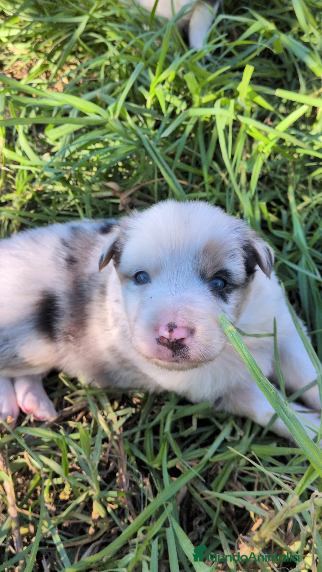 Border Collie perros en venta: BORDER COLLIE - Anuncio 1