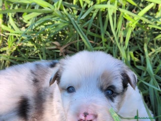 Border Collie perros BORDER COLLIE - Anuncio 1