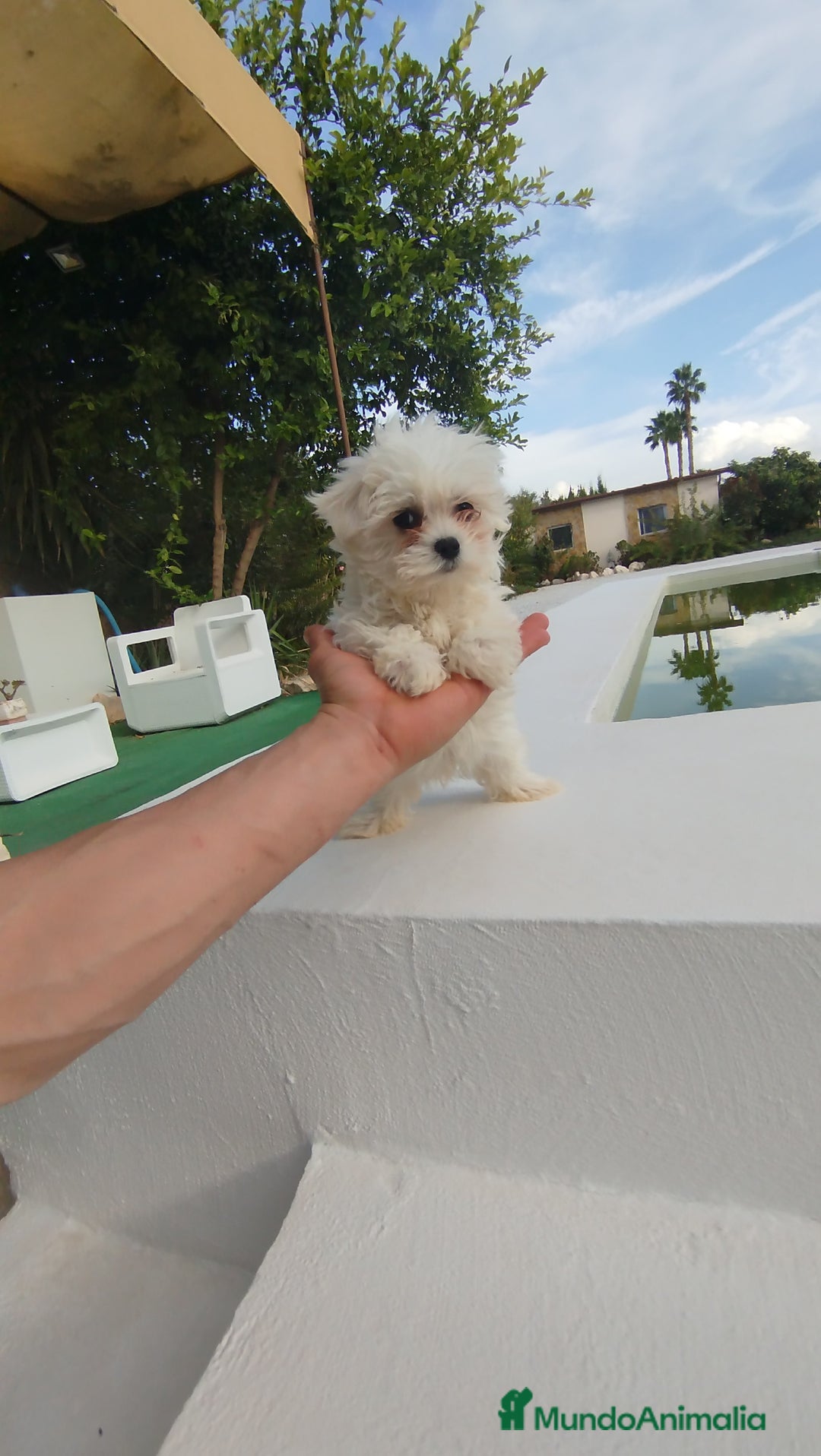 Bichón Maltés perros en venta: Bichón maltés toy  - Imagen 4