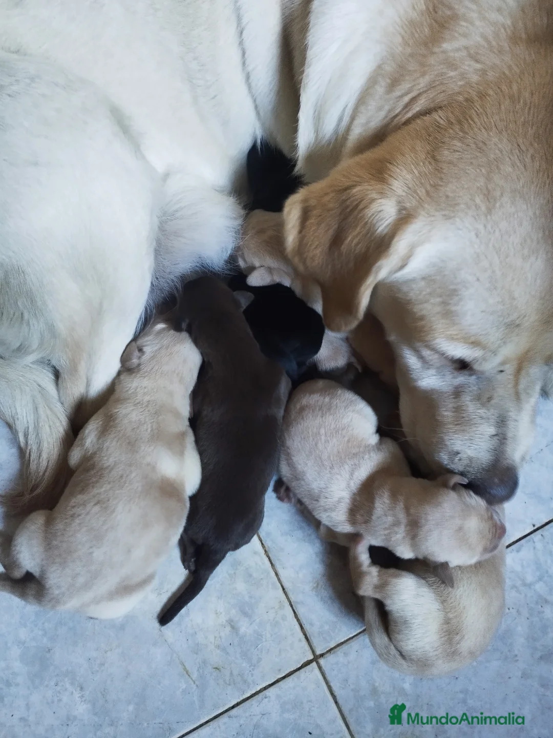 Labrador Retriever perros en venta: LABRADORES EXCLUSIVOS - Anuncio 1