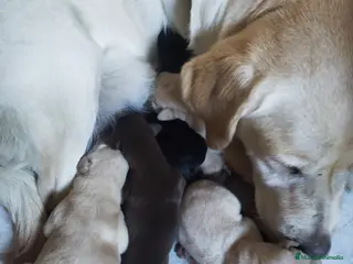 Labrador Retriever perros LABRADORES EXCLUSIVOS - Anuncio 2