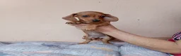 Teckel perros en venta: Teckel mini - Anuncio 2
