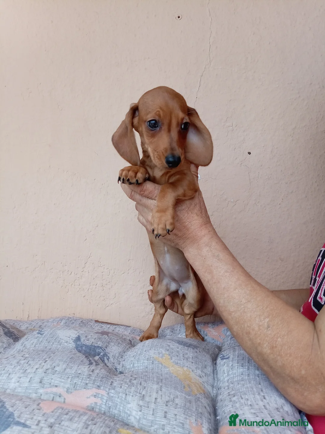 Teckel perros en venta: Teckel mini - Anuncio 2