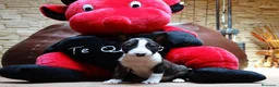 Bull Terrier perros en venta: BULL TERRIER - Anuncio 1