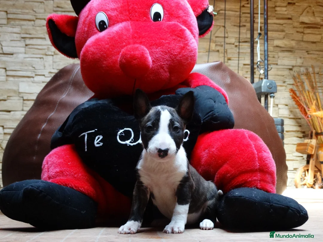 Bull Terrier perros en venta: BULL TERRIER - Anuncio 1