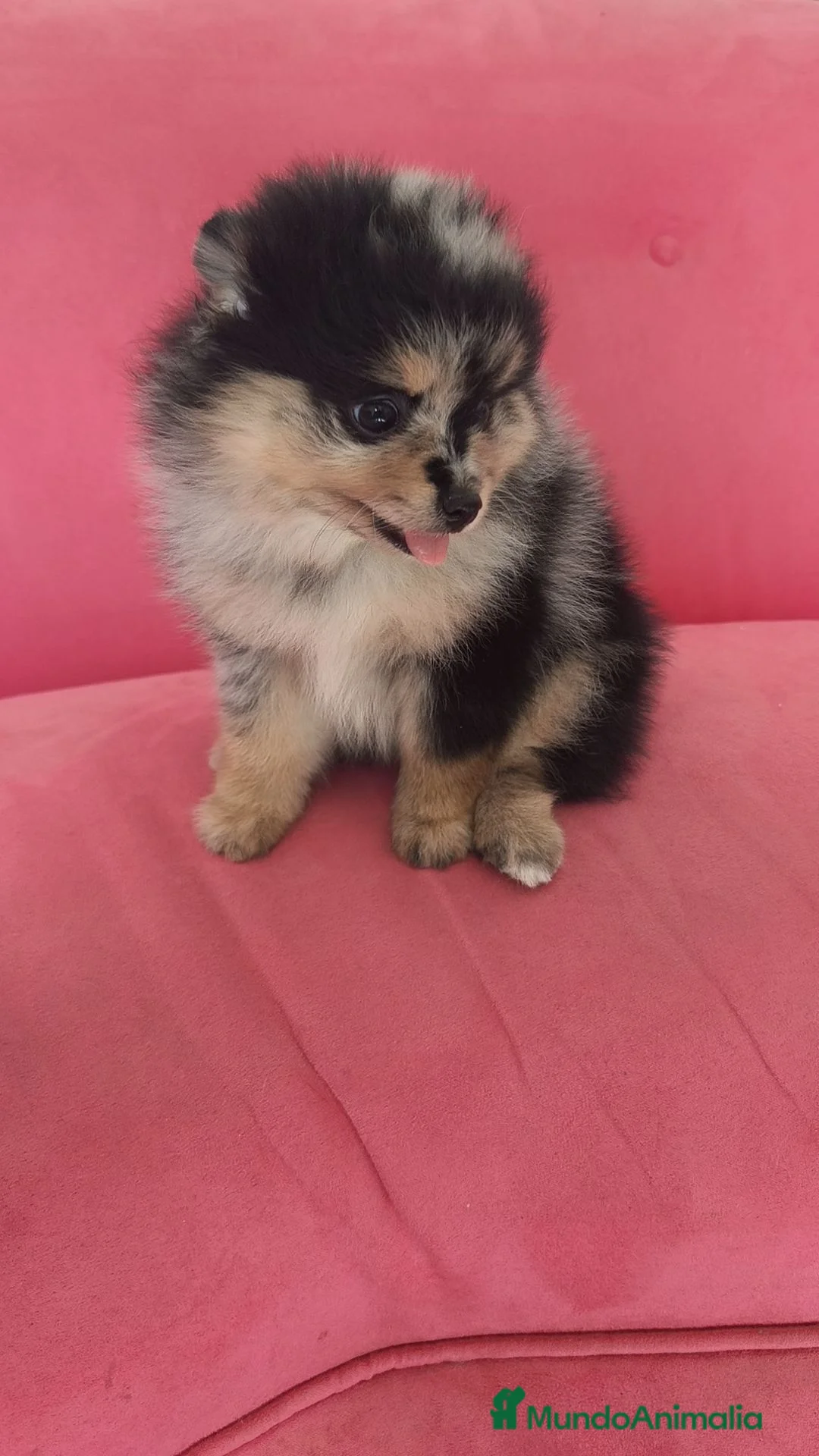 Pomerania perros en venta: Pomerania TOY Merle hembra  - Anuncio 2