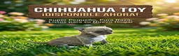 Chihuahua perros en venta: PRECIOSO CHIHUAHUA MINI TOY  - Anuncio 1