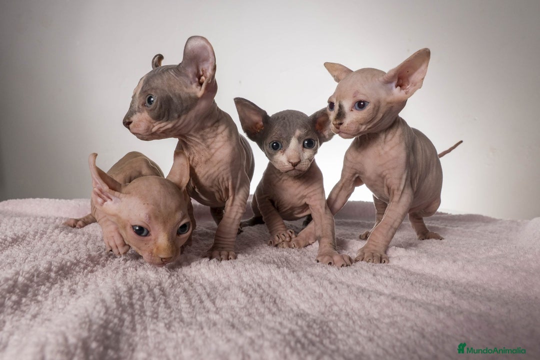 Sphynx gatos en venta: Sprinxt  - Imagen 7