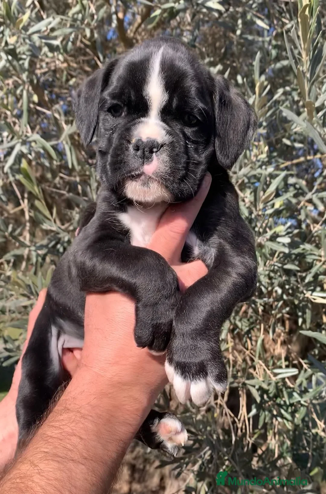 Boxer perros en venta: Magníficas cachorras BOXER excelente genealogía - Anuncio 5