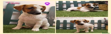 Jack Russell Terrier 7