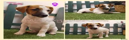 Jack Russell Terrier perros en venta: Jack Russell Terrier - Anuncio 10