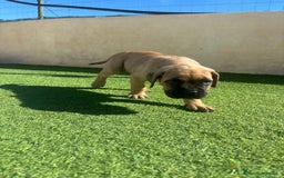 Cane Corso perros en venta: Cane Corso  - Anuncio 2