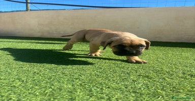Cane Corso perros Cane Corso  - Anuncio 1