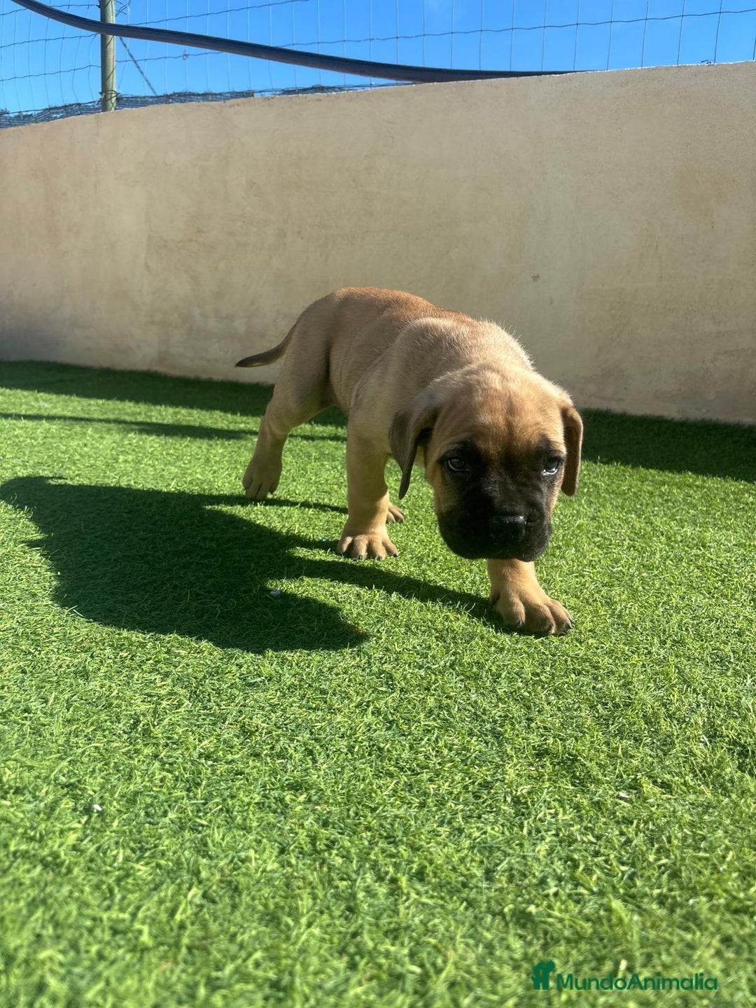 Cane Corso perros en venta: Cane Corso  - Anuncio 2