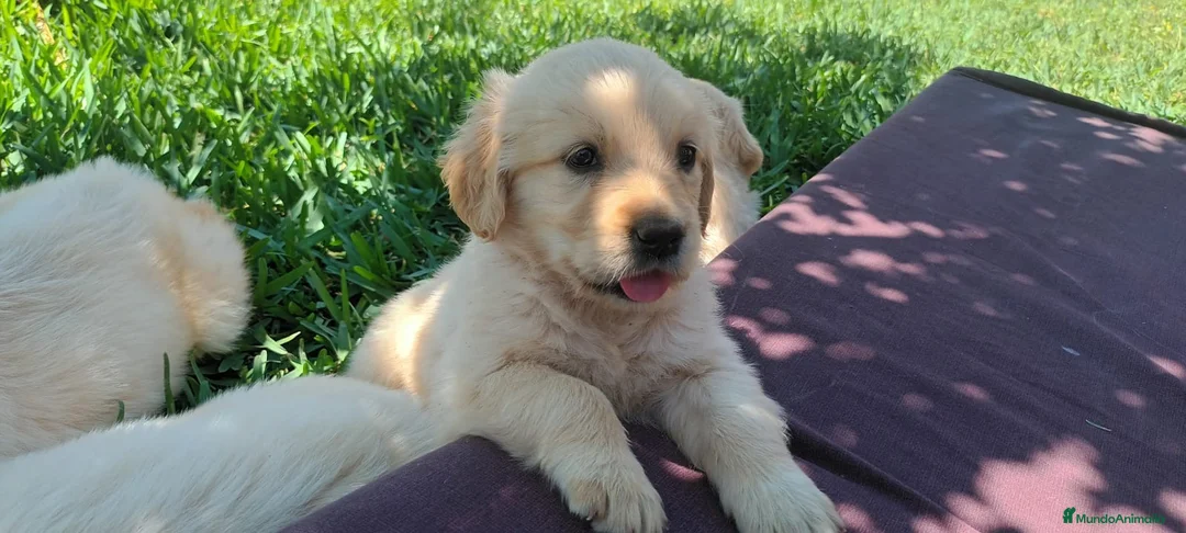 Golden Retriever perros en venta: CAMADA GOLDEN RETRIEVER - Anuncio 3