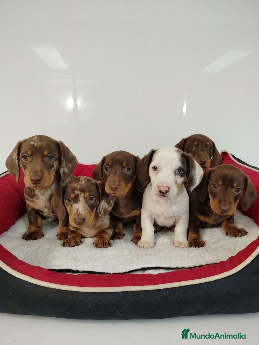 Teckel perros en venta: Teckel - Anuncio 1