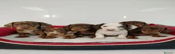 Teckel perros en venta: Teckel - Anuncio 1