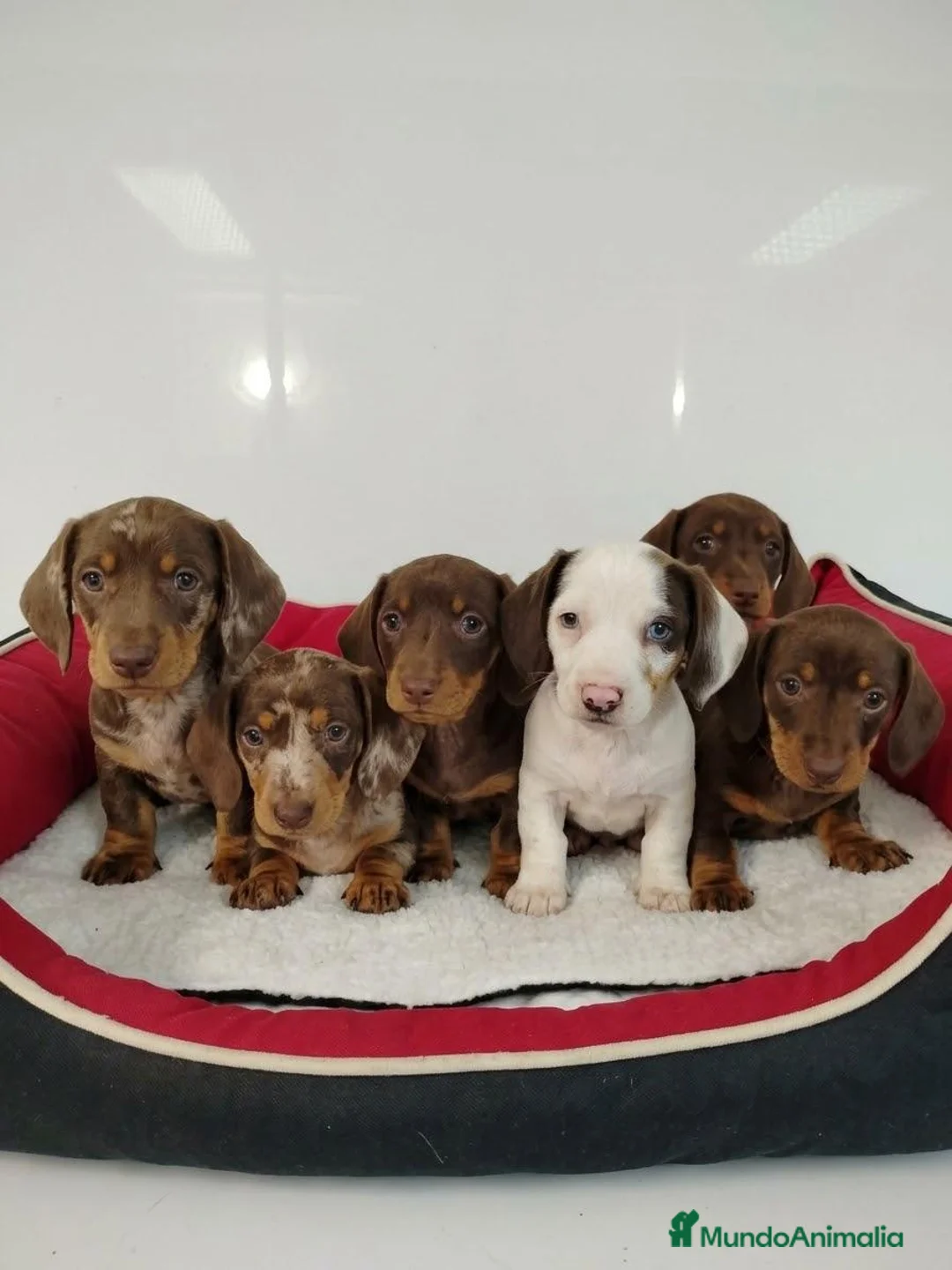 Teckel perros en venta: Teckel - Anuncio 1