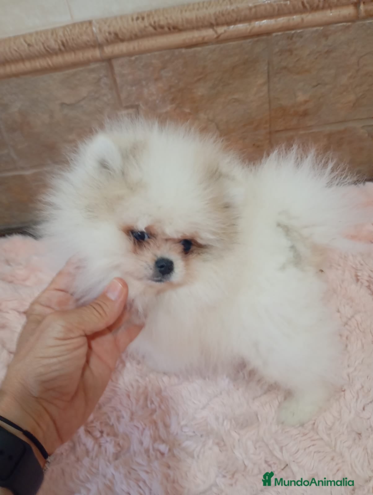 Pomerania perros Lulu pomerania preciosa  hembra cara de osito  - Anuncio 2