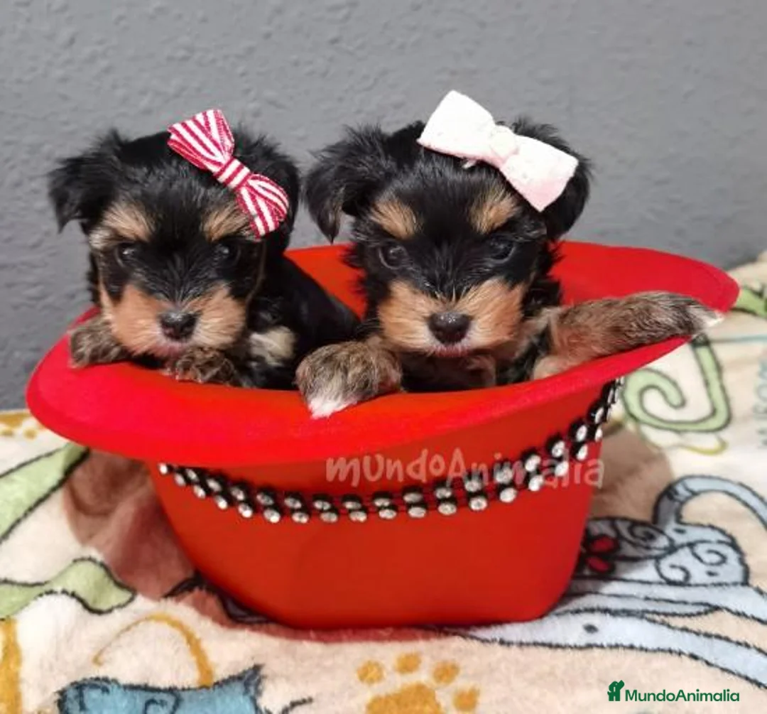 Imagen de galería {{count}}