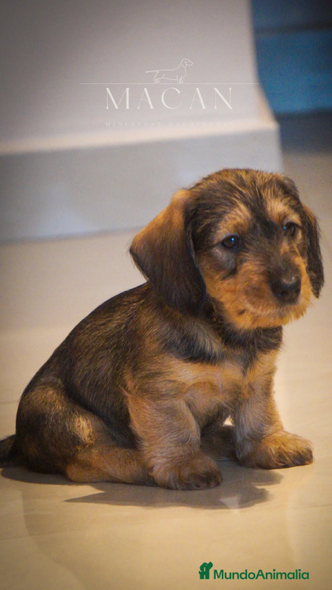 Imagen de galería {{count}}