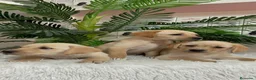 Labrador Retriever perros en venta: LABRADOR RETRIEVER - Anuncio 10